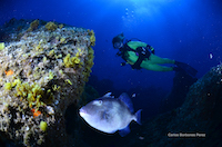 Diving in Tenerife