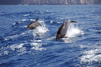 Dolphin and Whale Watching